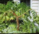 Hog Plum (Amra) Grafting Fruit Plant