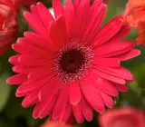 Tissue culture Gerbera plants