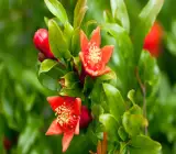 Kazake Pomegranate Plant