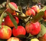 Allahabad Guava-Fruit Plant