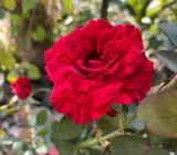 Rose flowers plant