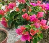 Watermelon Pink Bougainvillea Plant