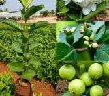 VNR Bihi Guava Grafted Fruit Plant – Premium Large Size Sweet Guava Live Plant