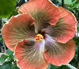 Austrian Hibiscus Flowers Plant