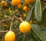 LOQUAT FRUIT PLANT