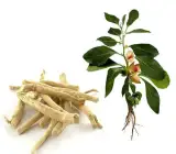 Ashwagandha Plant