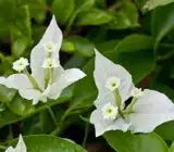 BOUGAINVILLEA FLOWERING PLANT(WHITE)