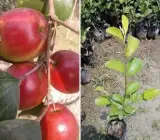 Thai variety apple ber plants