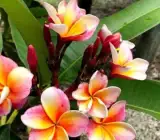 Orange And White Tropical Frangipani Plumeria Flower