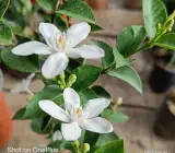 Bhutan Tagar flower plant