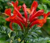 Tecoma Flowering PLANT( ORANGE)