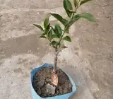 Kinnow Live Fruit Plant – Sweet & Juicy Premium Citrus Plant for Home Garden