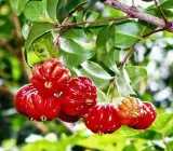 Red Surinam Cherry Fruit Plant – Sweet & Juicy Tropical Cherry Plant