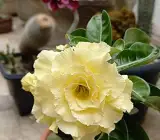 Adenium rose variety (Grafted) Plant