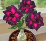 Adenium rose variety Plants