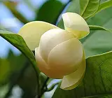 Magnolia Dwarf coco Plant