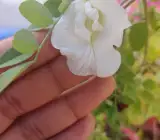 Aparajita –white flowering plant