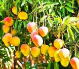 Mango Suvarnarekha(Grafted) – Fruit Plants