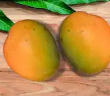 Himsagar Mango ( Grafting ) Fruit Plant