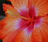 Austrilian hibiscus plant (ORRANGE)