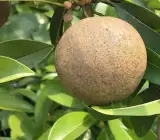 Kalapati Chiku (Saphota) Grafting Fruit Plant