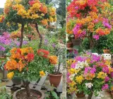 Multi colour Grafting Bougainville (4/5) colour