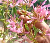 Spider Bougainvillea