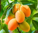 KOHITUR MANGO GRAFTING FRUIT PLANT