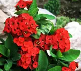 Euphorbia flowering plant(RED)