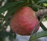 Ramphal (Grafting) - Fruit Plant