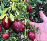 Hybrid Australian Red Lemon Grafted Plant