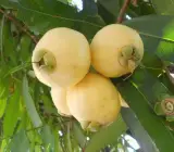 golap jum Fruit Plants
