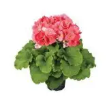 PRIMULA OBCONICA FLOWERING PLANT(RED)