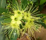 FIRST LOVE FLOWERING PLANT(YELLOW)