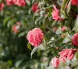 CAMELLIA FLOWERING PLANT(PINK)