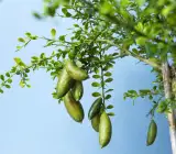 Australian finger lemon plant