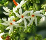 All Time Night flowers plants