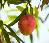 Apple Mango - Grafted plant