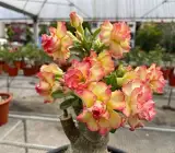 Adenium rose variety (Grafting) Plant