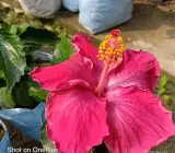 Austrian hibiscus- Grafting Plants ( pink)