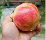 Elhabad Surkha Guava