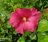 LAND LOTUS FLOWERING PLANT