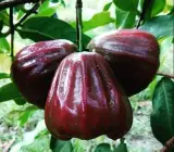 Dalhari Water Apple Garafting Fruit Plant