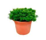 Ball kamini plant