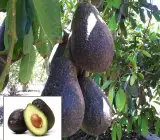 Lamb Hass Avocado Butter Fruit Grafted Plant