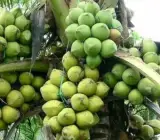 gangabardhan coconut plant