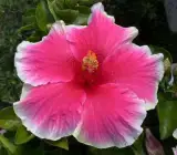 Austrian Hibiscus plant(WHITE AND RED SHADED)