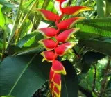 Heliconia Rostrata Flowering Plants