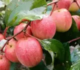 Grafting All Time Red Apple Ber- fruit Plants
