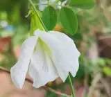 Aparajita –white flowering plant
